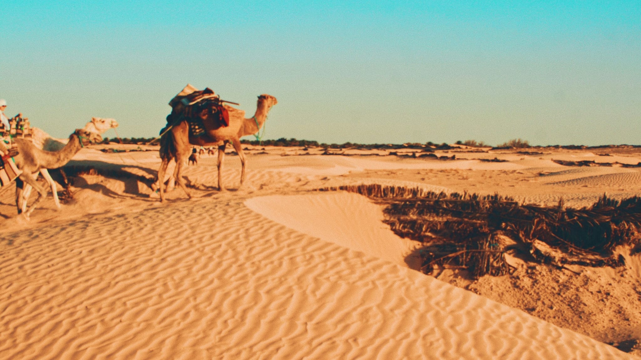 Kameler som hviler i sanddynene i Sahara sør i Tunisia