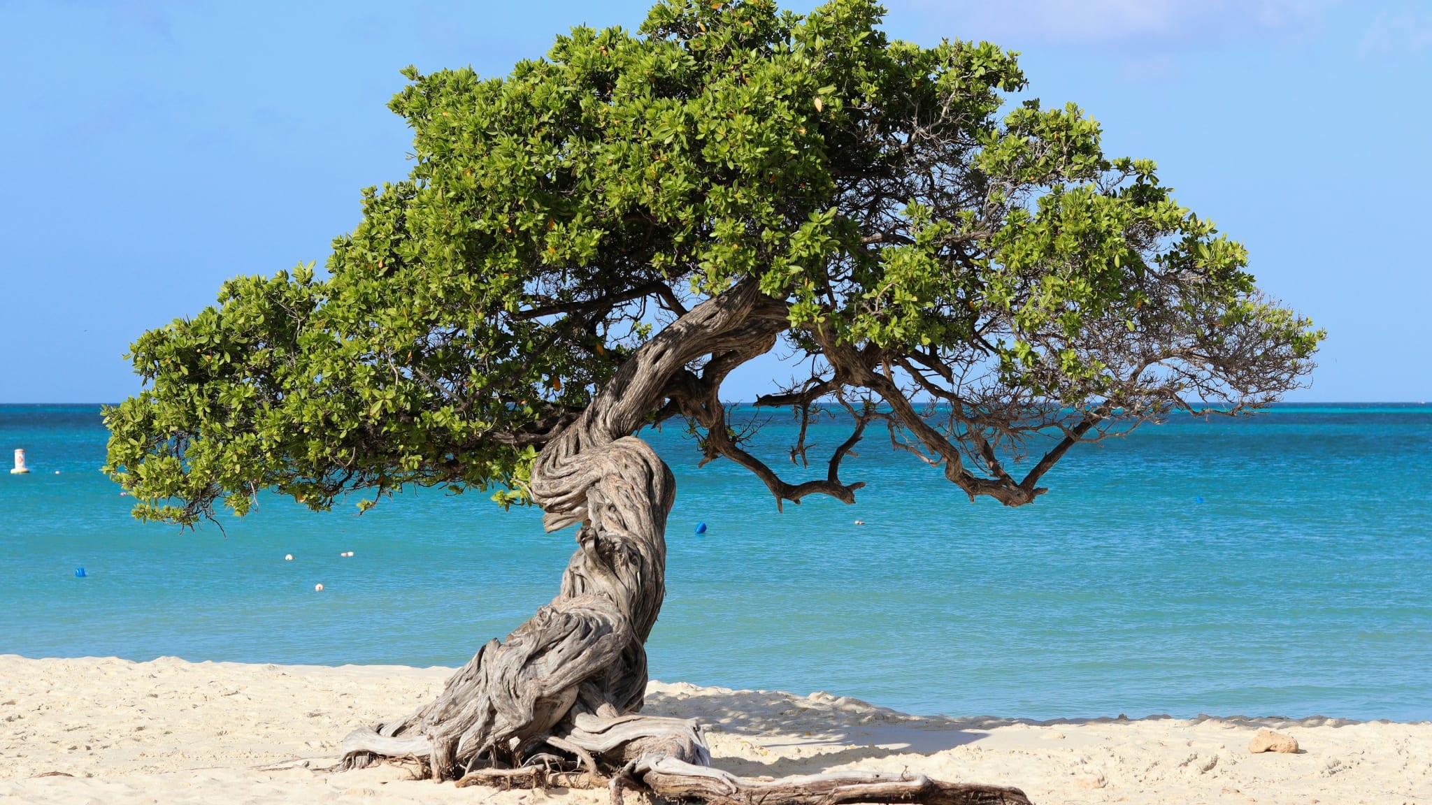 Et vindskjevt fofoti-tre på den hvite sanden ved Eagle Beach på Aruba
