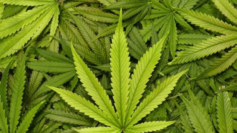 Chris Benton End Cannabis Prohibition