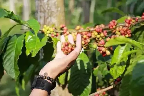 Day Tour Coffee Plantation & Mount Kelud Adventure