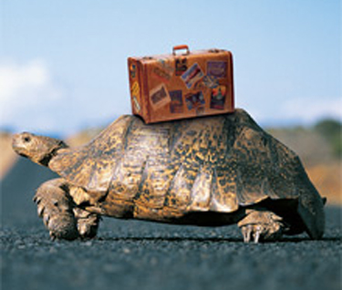 Schildpad op vakantie