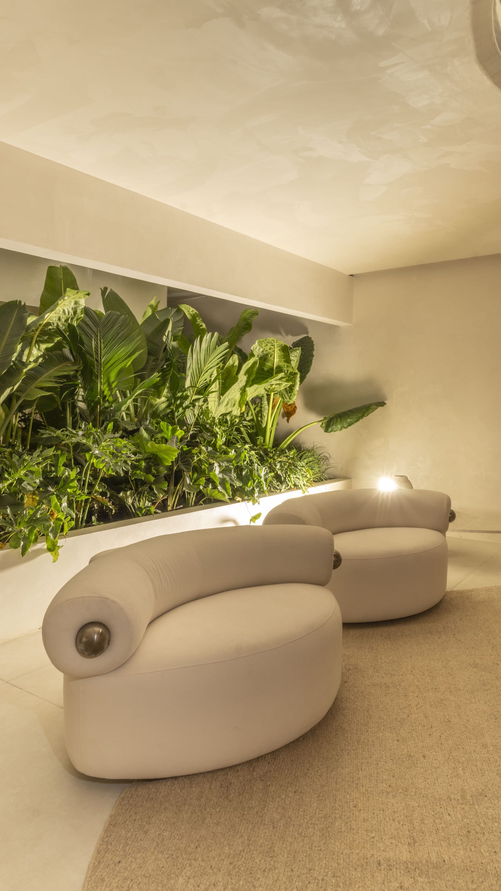Two curved cream armchairs beside a long planted window in lime plaster
