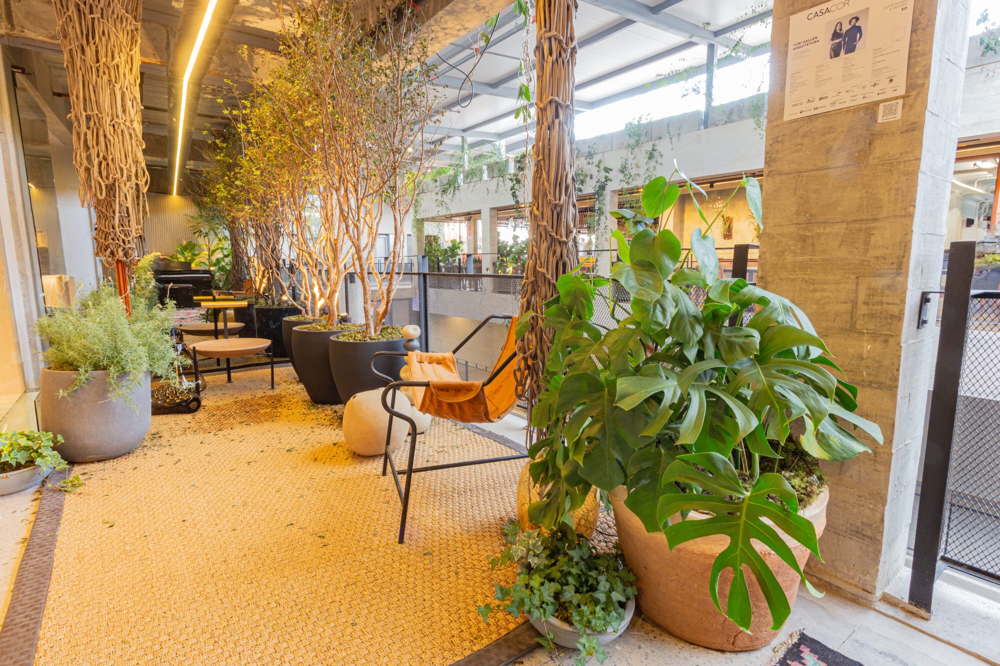Indoor grove of potted trees and a monstera beside a leather sling chair and glazing