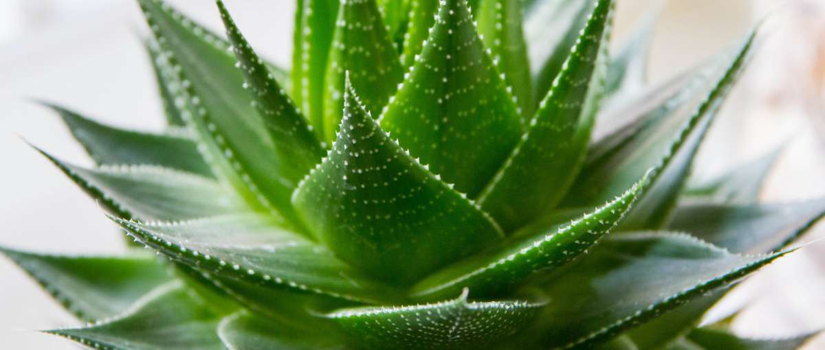 AloeVera
