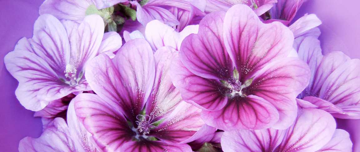 Malva