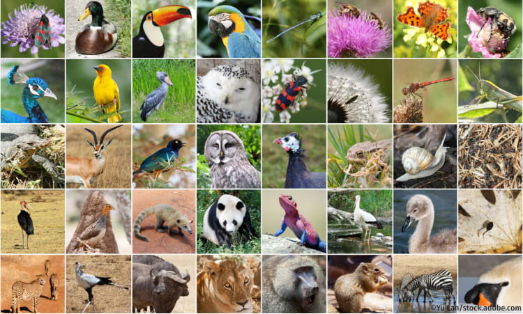 Biodiversität einfach erklärt | Biodiversität Artenvielfalt