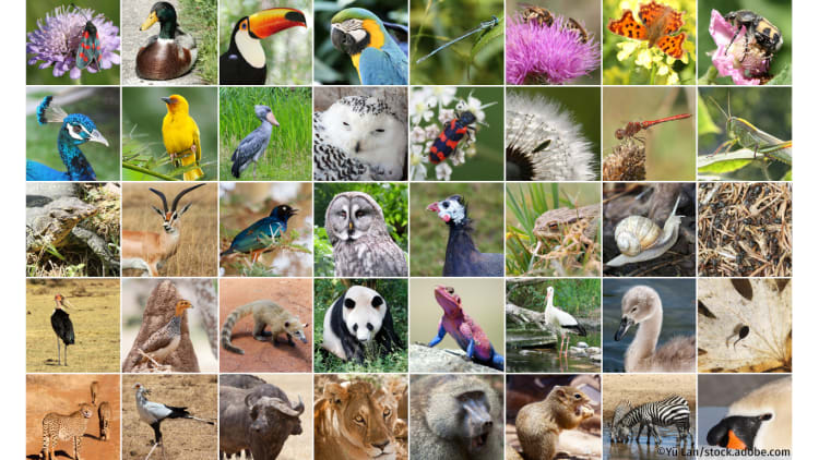 Biodiversität einfach erklärt | Biodiversität Artenvielfalt