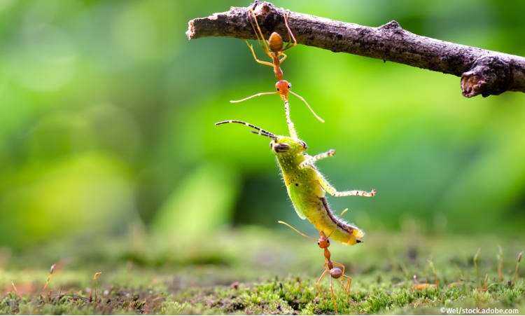 Klein, aber oho – Warum wir Insekten dringend brauchen | Insektensterben Artenvielfalt