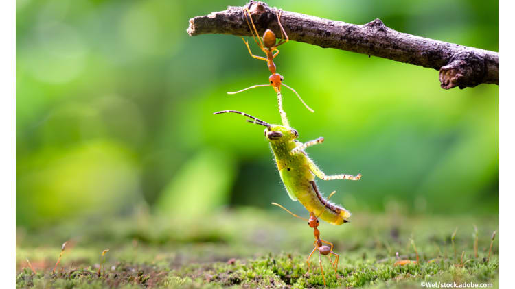 Klein, aber oho – Warum wir Insekten dringend brauchen | Insektensterben Artenvielfalt