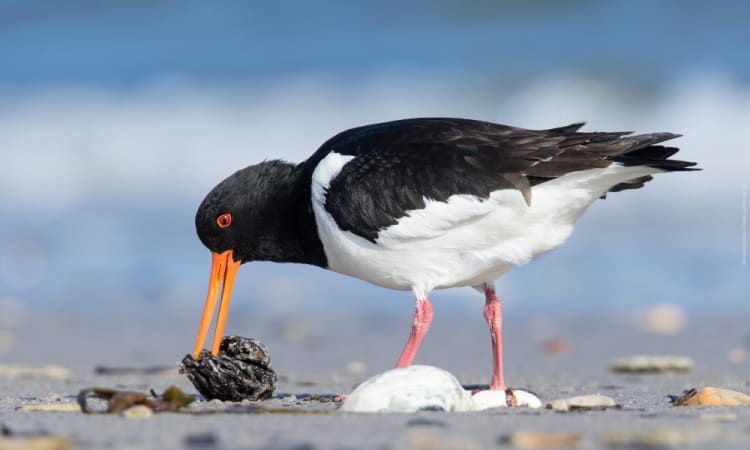 Neues Leben im Wattenmeer: Warum die Artenvielfalt an der Nordseeküste zunimmt | Wattenmeer Artenvielfalt Naturschutz Biodiversität