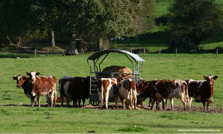 Stressfrei bis zum Schluss | Tierwohl Landwirtschaft