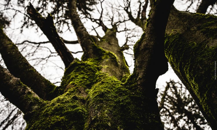 Gut Ding will Weile haben: Naturschutz und die Zeit | Zeit Wald Moore