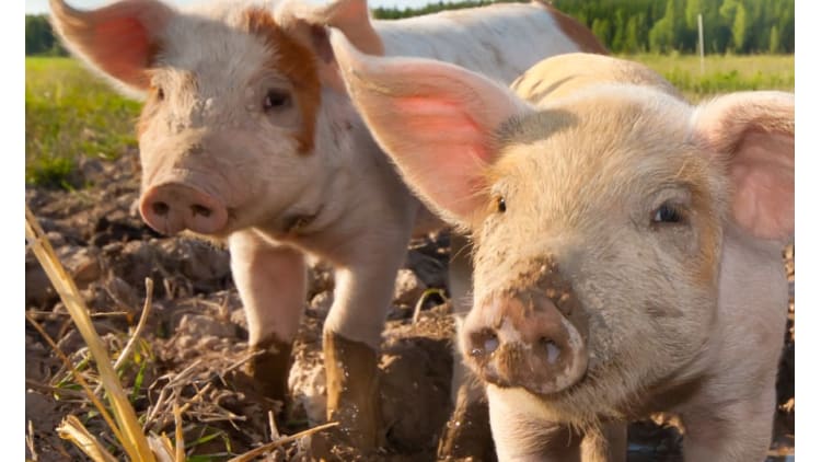 Label für mehr Tierwohl | Tierwohl Fleisch Massentierhaltung Tierschutz Artgerechte Haltung