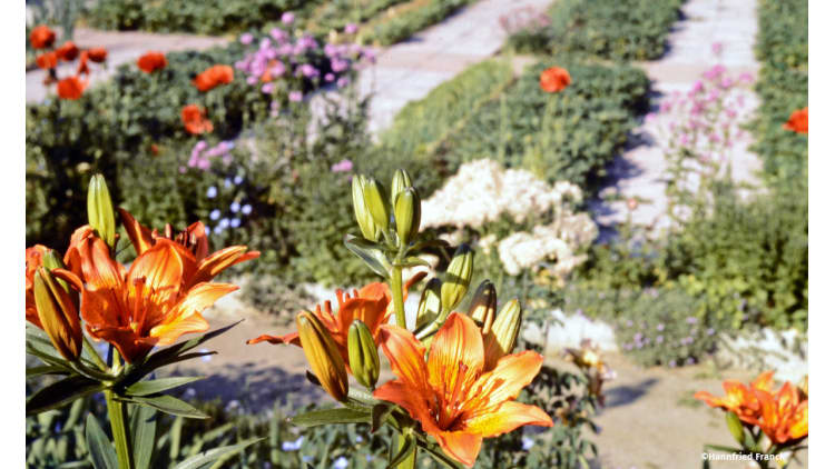 Alle Pflanzen leben miteinander und voneinander | Garten