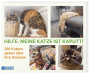 Hilfe, meine Katze ist kaputt