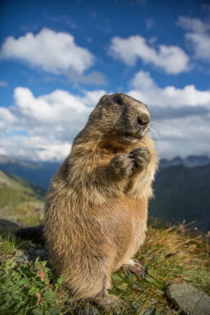 Das Murmeltier (Marmota)