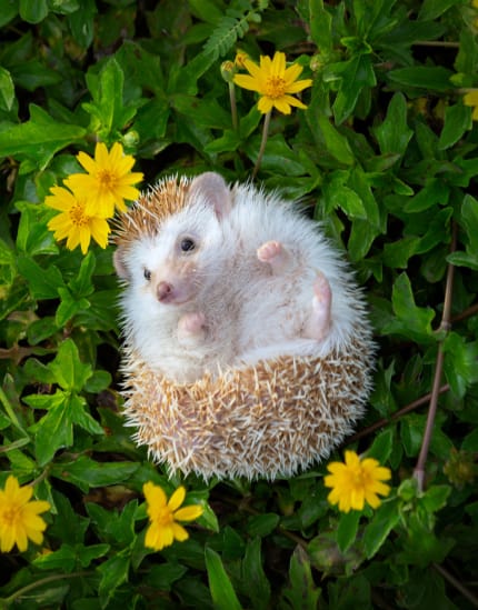 Der Igel