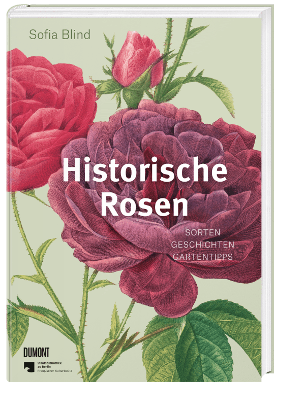 Historische Rosen