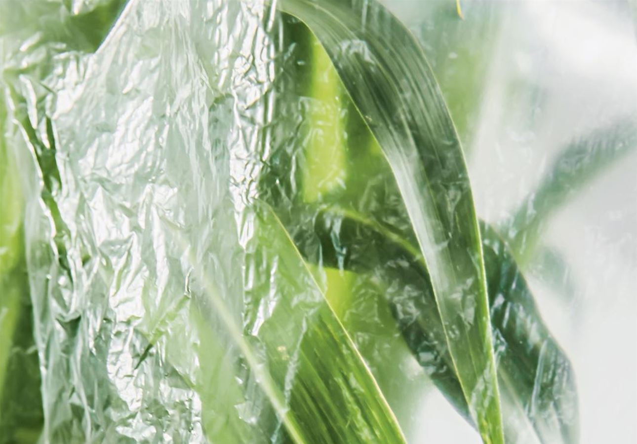 Bild zur Nachhaltigkeit kompostierbare Folien