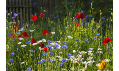 Bild zu Pflanzen und Blumen für Insekten