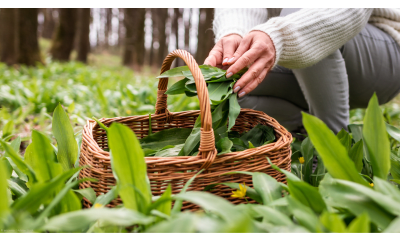 Bild zu Bärlauch – der Gesundheitsbooster des Frühlings