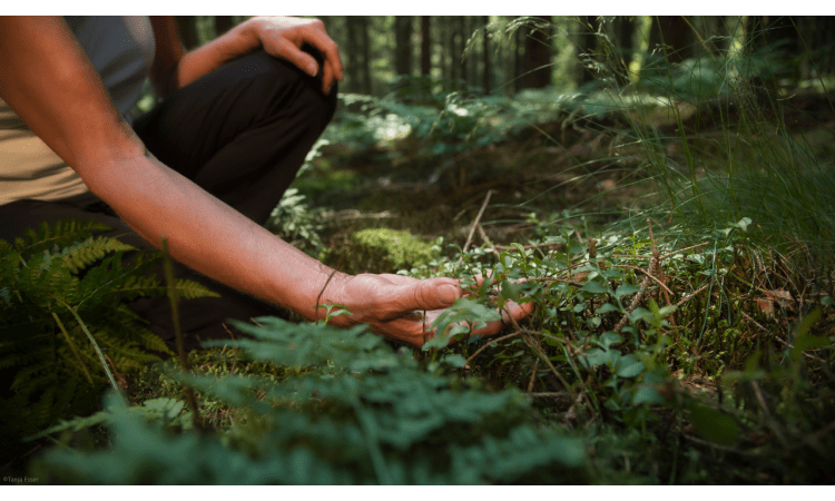 Waldbaden: So funktioniert es | Wald Waldbaden Naturerlebnisse