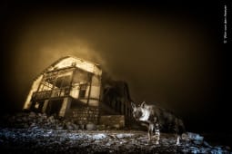 Eine Hyäne steht vor einem verlassenen Haus in mystischer Lichtstimmung – wilde Tiere in menschlichen Ruinen.