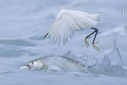 Ein weißer Vogel entkommt im Sprung einem jagenden Fisch im Wasser – eingefrorener Moment dramatischer Flucht.