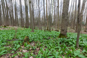 Bärlauch im Wald