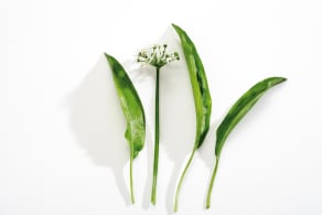 Bärlauch Allium ursinum