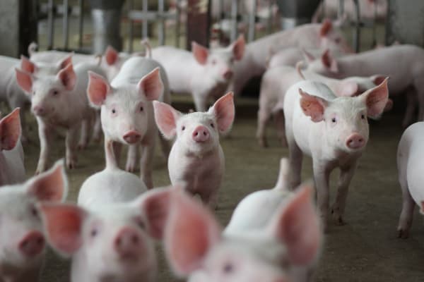 Aufschub für die Tierhaltungskennzeichnung