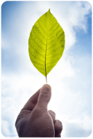 Hand hält Blatt in den Himmel