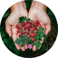 Hände halten wilde Erdbeeren