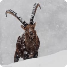 Steinbock im Schnee