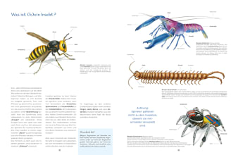 Innenseite, Merkmale von Insekten