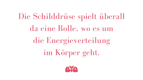 Text: Die Schilddrüse spielt überall da eine Rolle, wo es um die Energieverteilung im Körper geht.