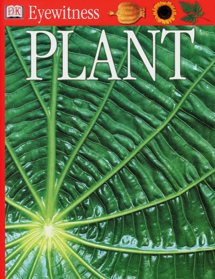 croton plant The Snobby Leaf | Croton Petra 'Joseph's Coat' - 4 inch Nursery Pot main image 0