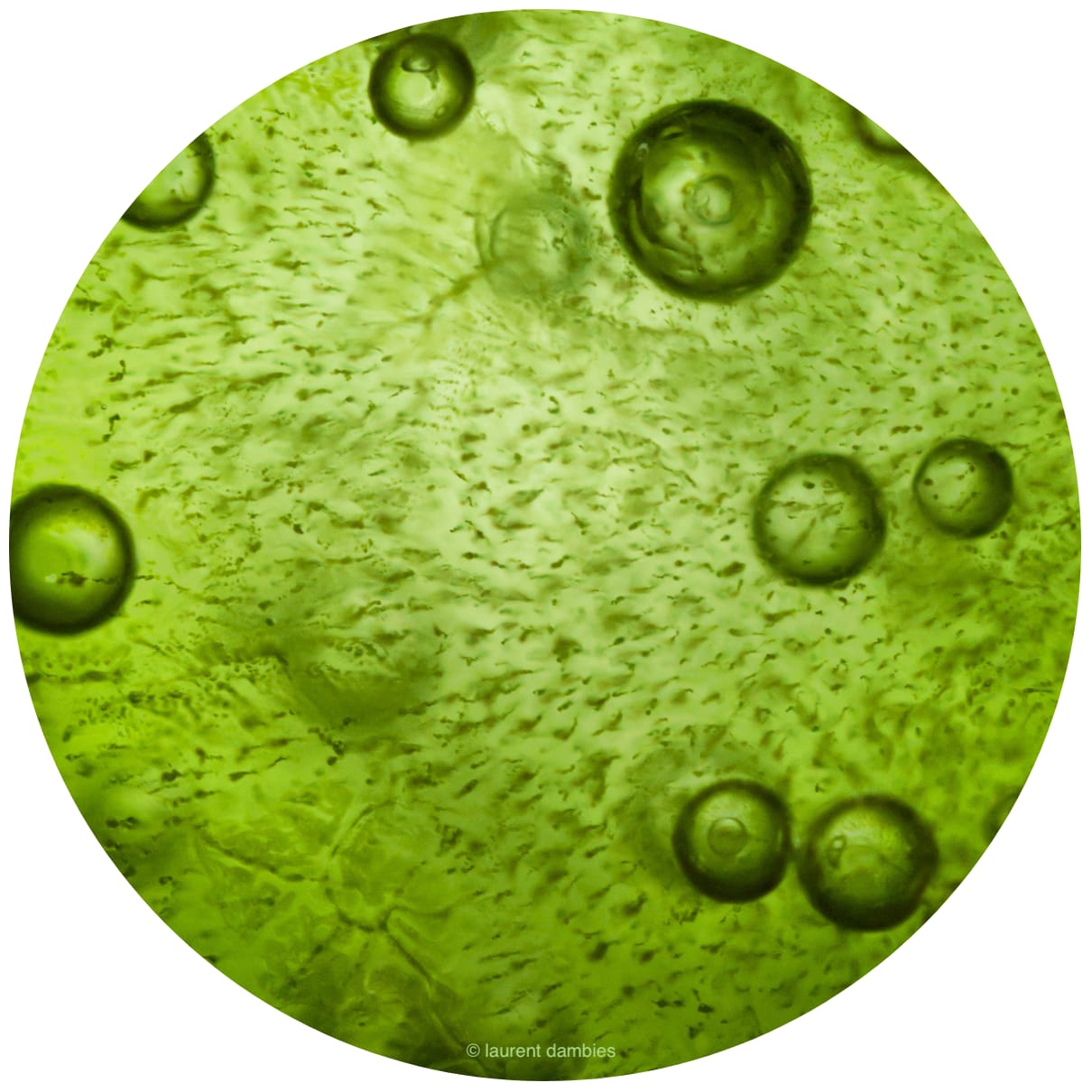 Spirulina unter dem Mikroskop