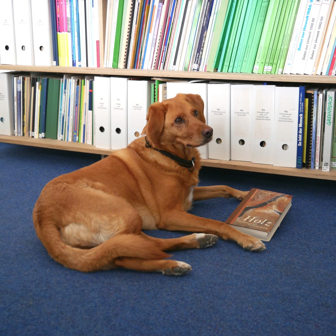 Bürohund Tami liegt auf dem Boden mit dem Buch »Holz« zwischen ihren Pfoten