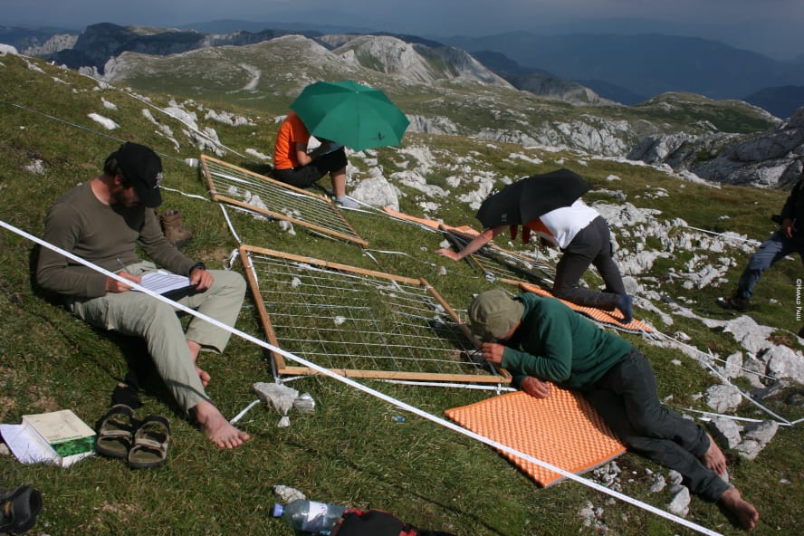 4 Menschen liegen oder sitzen auf einer Bergwiese. Sie kartieren Pflanzen mit Holzrahmen und notieren die Ergebnisse in Notizbücher