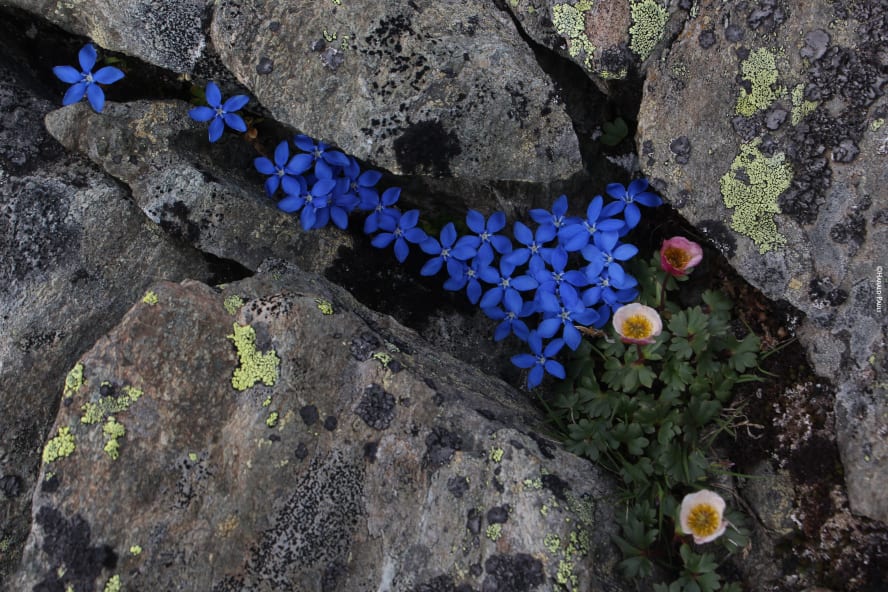 Mehrere blaue bayerische Enziane wachsen zwischen grauem Felsgestein