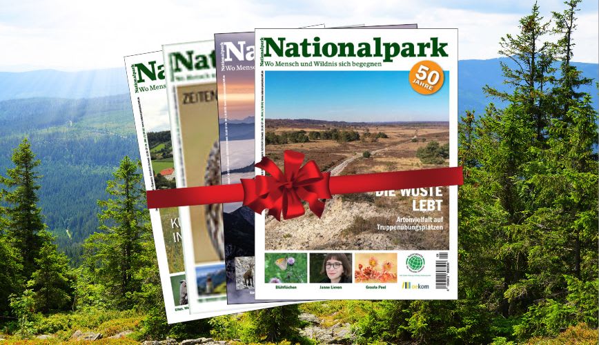 4 Ausgaben der Zeitschrift Nationalpark mit einem roten Geschenkband umwickelt vor einer Szenerie aus dem Nationalpark Bayerischer Wald