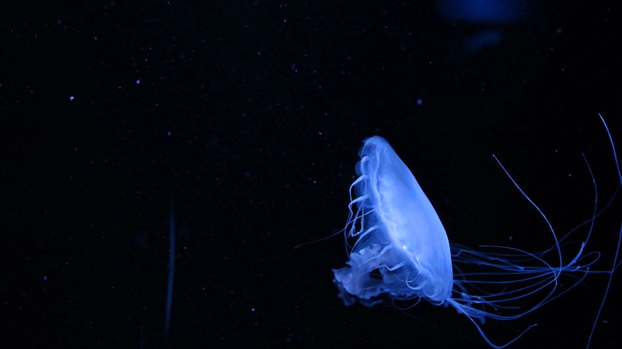 Eine weiß leichtende Qualle im tiefschwarzen Meer