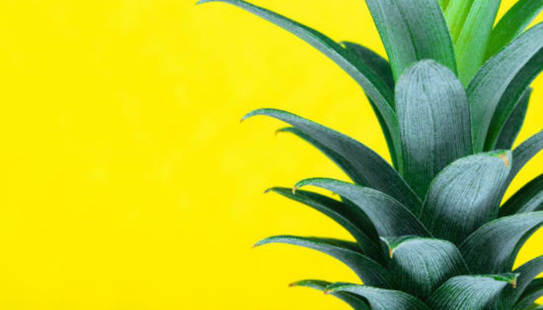 BfR-Informationen zu STEC/EHEC-Infektionen durch Lebensmittel aktualisiert