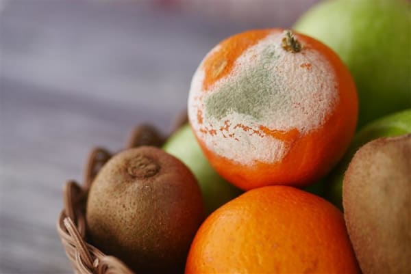 Schimmelpilze und Schimmelpilzgifte: Unsichtbare Gefahren in Lebensmitteln