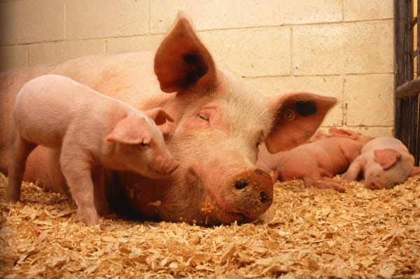 Erneuter Ausbruch der Afrikanischen Schweinepest in Polen