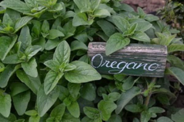 Lebensmittelbetrug bei Oregano