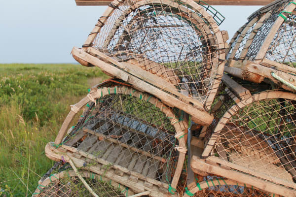 Verbot von weltweitem Wildtierhandel gefordert