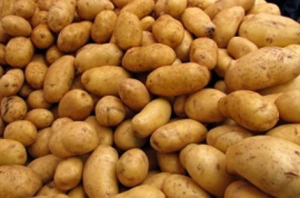 Bewertung von Glykoalkaloiden in Kartoffeln