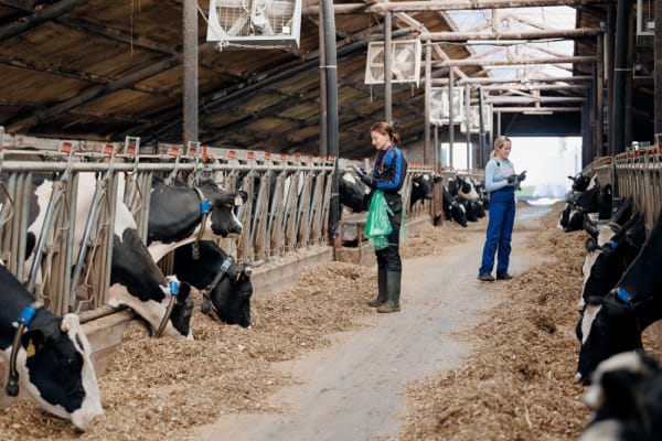 Super-Gau für die Lebensmittelindustrie - Nachweis der Maul- und Klauenseuche (MKS) trifft Exportbetriebe hart